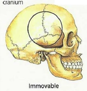 immovable joint