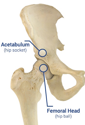 hip joint