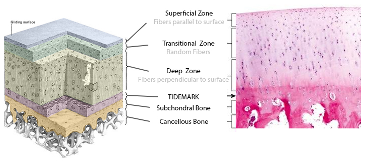 chondral layer