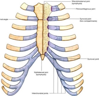 chondral layer