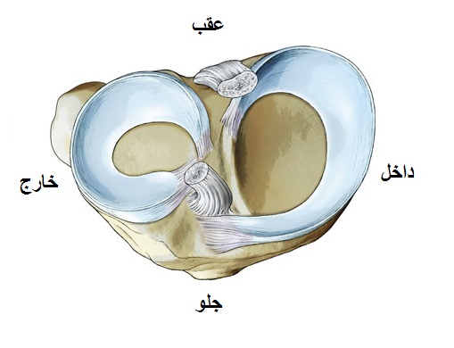 meniscus