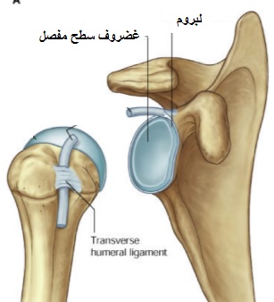 لبروم هیپ