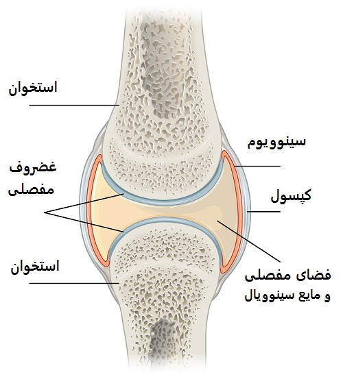 joint capsule