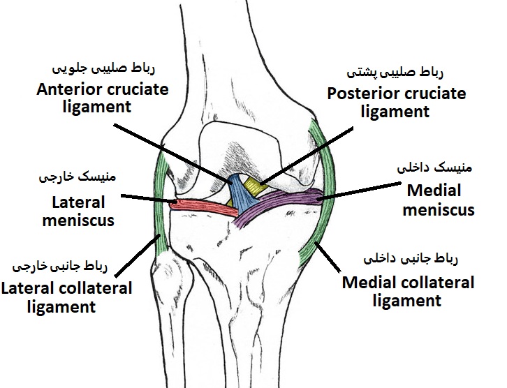 ligaments