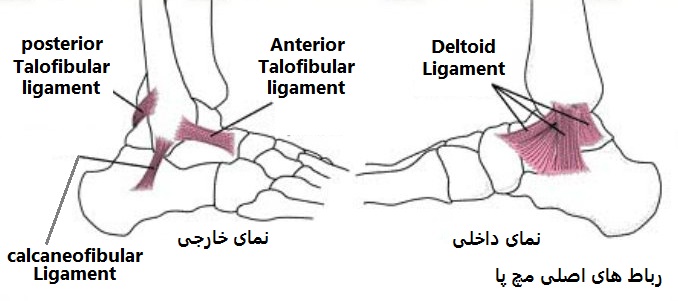 ligaments