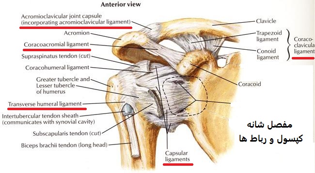 ligaments