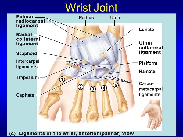 ligaments