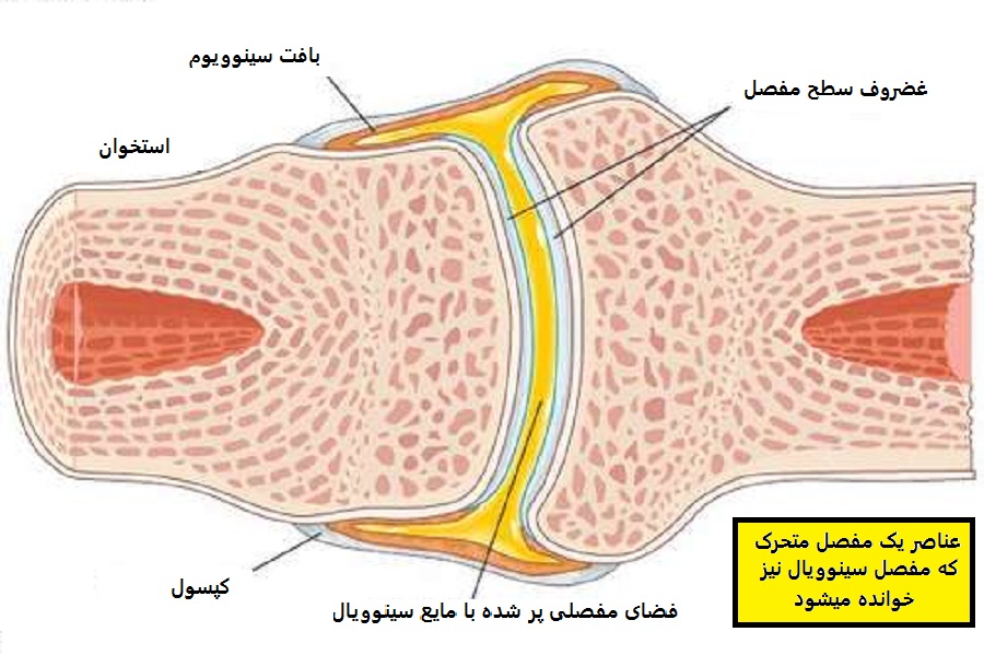 synovial layer