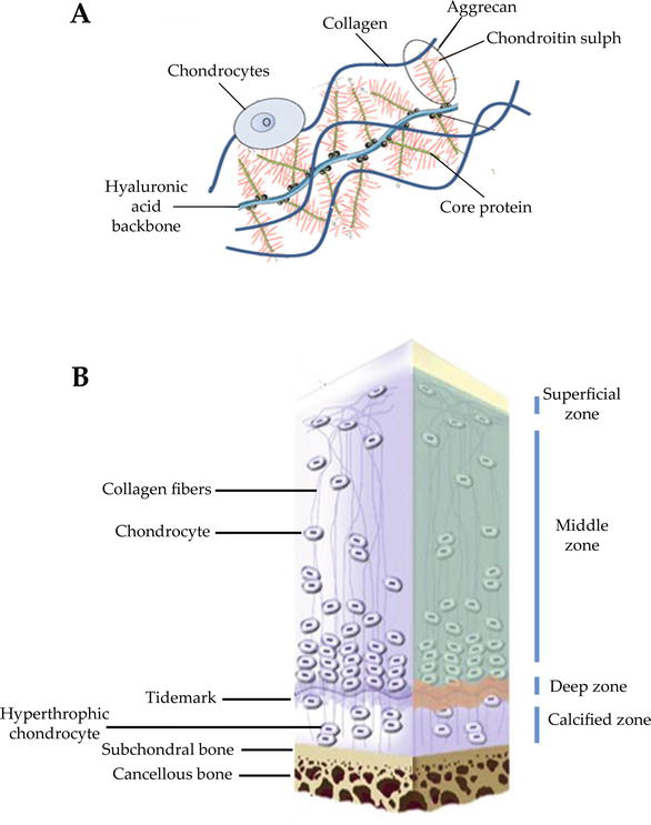 Chondral tissue