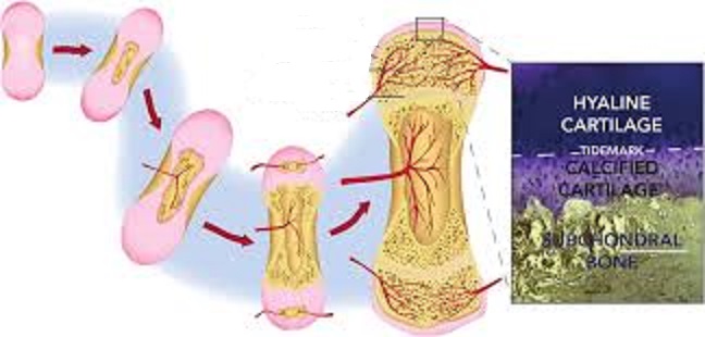 تشکیل استخوان وغضروف