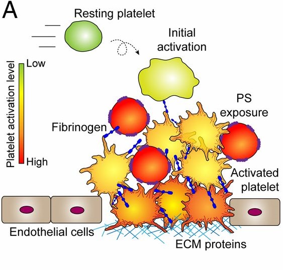 نقش پلاکت در انعقاد