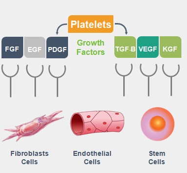 فاکتورهای رشد پلاکت