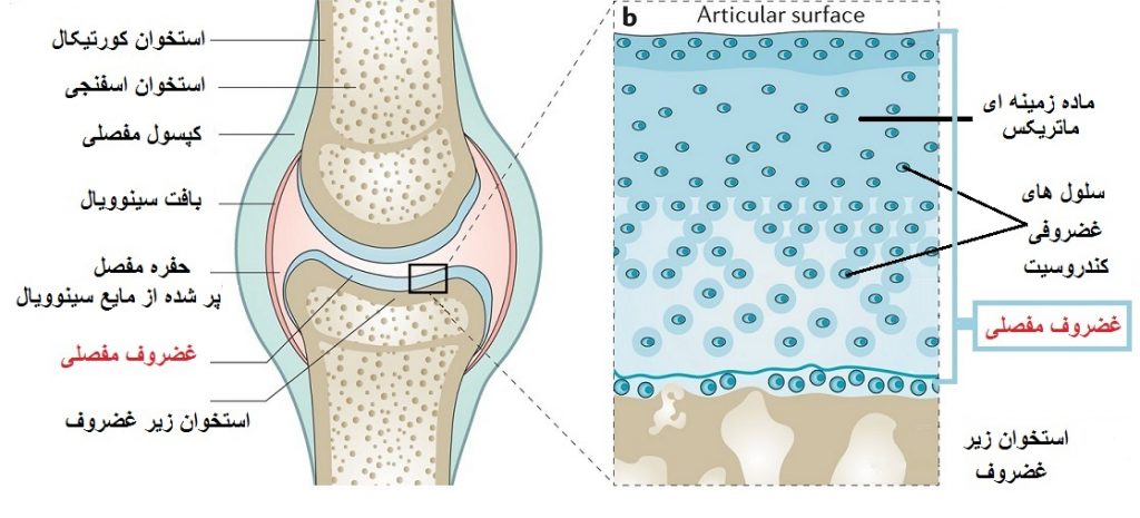ساختار غضروف مفصل